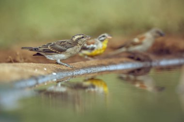 Güney Afrika 'daki Kruger Ulusal Parkı' nda yansıması olan su birikintisi boyunca dikilen sarı boğazlı Petronia;