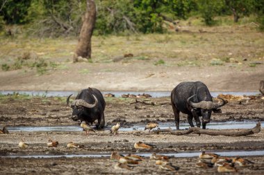 Güney Afrika 'daki Kruger Ulusal Parkı' nda göl kenarında yürüyen iki Afrika bufalosu Bovidae 'nin Specie Syncerus caffer ailesi