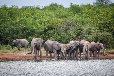 Güney Afrika 'daki Kruger Ulusal Parkı' nda gölün kenarında su içen küçük bir grup Afrika fili; Fil familyasından Specie Loxodonta africana