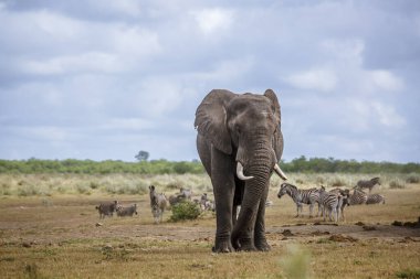 African bush elephant giant bull in lowland in Kruger National park, South Africa ; Specie Loxodonta africana family of Elephantidae clipart