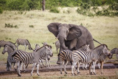 Afrika çalı fili, Güney Afrika 'daki Kruger Ulusal Parkı' ndaki su birikintisinde zebraları kovalıyor.