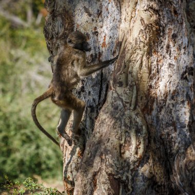 Chacma babunu Güney Afrika 'daki Kruger Ulusal Parkı' nda ağaç kabuğuna tırmanırken Cercopithecidae familyasından Specie Papio ursinus...