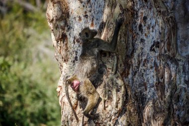 Chacma babunu Güney Afrika 'daki Kruger Ulusal Parkı' nda ağaç kabuğuna tırmanırken Cercopithecidae familyasından Specie Papio ursinus...