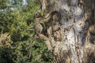 Chacma babunu Güney Afrika 'daki Kruger Ulusal Parkı' nda ağaç kabuğuna tırmanırken Cercopithecidae familyasından Specie Papio ursinus...