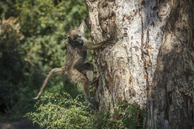 Chacma babunu Güney Afrika 'daki Kruger Ulusal Parkı' nda ağaç kabuğuna tırmanırken Cercopithecidae familyasından Specie Papio ursinus...