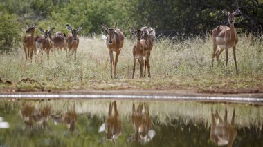 Güney Afrika 'daki Kruger Ulusal Parkı' ndaki su birikintisine doğru yürüyen bir grup Impala, Bovidae ailesinden Specie Aepyceros Melampus.