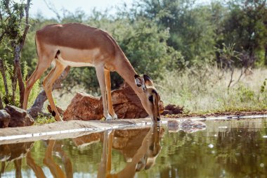 Güney Afrika 'daki Kruger Ulusal Parkı' ndaki su birikintisinde içen Impala kadını Bovidae familyasından Specie Aepyceros melampus
