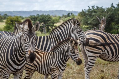 Güney Afrika 'daki Kruger Ulusal Parkı' nda yetişkinler tarafından korunan zebra yavrusu Equidae ailesinden Specie Equus quagga burchellii.