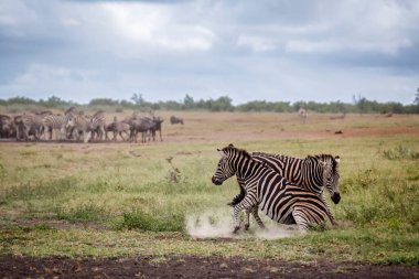 Two Plains zebras fighting in savannah in Kruger National park, South Africa ; Specie Equus quagga burchellii family of Equidae clipart