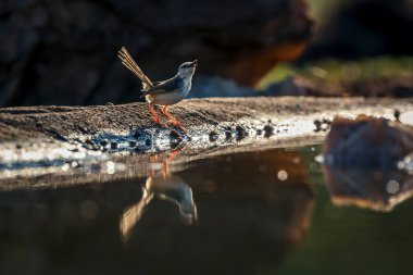 Black chested Prinia backlit along waterhole with reflection in Greater Kruger National park, South Africa ; Specie Prinia flavicans family of Cisticolidae clipart