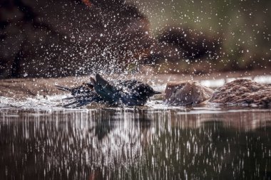 Cape Parıltılı Starling, Güney Afrika 'daki Büyük Kruger Ulusal Parkı' ndaki su birikintisinde yıkanırken, Specie Lamprotornis Sturnidae ailesini besliyor.