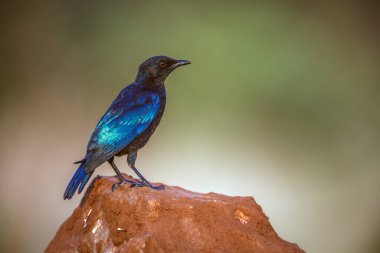 Güney Afrika 'daki Büyük Kruger Ulusal Parkı' nda bulanık bir arka planda izole bir kayanın üzerinde duran Cape Glossy Starling 'li genç; Sturnidae ailesinden Specie Lamprotornis