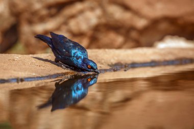 Cape Glossy Starling drinking in waterhole with reflectioin '!in Greater Kruger National park, South Africa ; Specie Lamprotornis nitens family of Sturnidae clipart