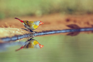 Green winged Pytilia male drinking in waterhole with reflection in Greater Kruger National park, South Africa ; Specie Pytilia melba family of Estrildidae clipart