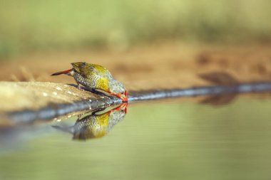 Green winged Pytilia male drinking in waterhole with reflection in Greater Kruger National park, South Africa ; Specie Pytilia melba family of Estrildidae clipart