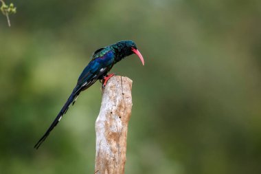 Green wood hoopoe standing on a pole isolated in blur background in Greater Kruger National park, South Africa ; Specie  Phoeniculus purpureus family of Phoeniculidae  clipart