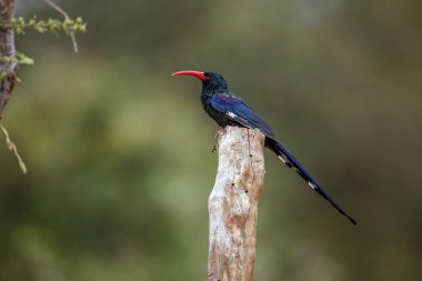 Green wood hoopoe standing on a pole isolated in blur background in Greater Kruger National park, South Africa ; Specie  Phoeniculus purpureus family of Phoeniculidae  clipart