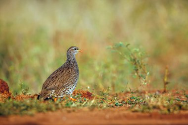 Güney Afrika 'daki Büyük Kruger Ulusal Parkı' nda çimenlerde yürüyen Natal Frankolin; Phasianidae familyasından Specie Pternistis natalensis
