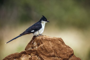 Pied Cuckoo standing on a rock isolated in natural background in Greater Kruger National park, South Africa ; Specie Clamator jacobinus family of Cuculidae clipart