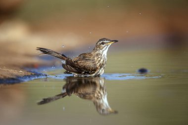 Red backed Scrub Robin bathing in waterhole with reflection in Greater Kruger National park, South Africa ; specie Cossypha heuglini family of Musicapidae clipart