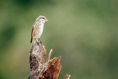 Güney Afrika 'daki Büyük Kruger Ulusal Parkı' nda bulanık arka planda izole edilmiş ölü bir elektronik üzerinde duran kırmızı sırtlı Shrike çocuk Laniidae ailesinden Specie Lanius Collurio