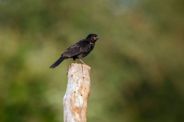 Güney Afrika 'daki Büyük Kruger Ulusal Parkı' nda izole edilmiş bir direkte duran Buffalo Weaver 'ın kırmızı gagalı çocuğu; Ploceidae' deki Specie Bubalornis niger ailesi