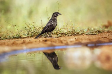 Red billed Buffalo Weaver juvenile ground level along waterhole in Greater Kruger National park, South Africa ; Specie Bubalornis niger family of Ploceidae clipart