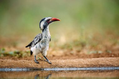 Southern Red billed Hornbill standing ground level along waterhole front view in Greater Kruger National park, South Africa ; Specie Tockus rufirostris family of Bucerotidae clipart