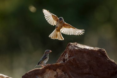 Red-billed Quelea juvenile in fligth  in Greater Kruger National park, South Africa ; Specie Quelea quelea family of Ploceidae clipart