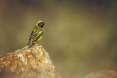 Southern Masked Weaver standing on a rock isolated in blur background in Greater Kruger National park, South Africa ; Specie Ploceus velatus family of Ploceidae clipart