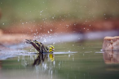 Güney Afrika 'daki Büyük Kruger Ulusal Parkı' nda, Fringillidae familyasından Specie Crithagra mozambica ailesinde sarıya yakın yüzen ve sallanan kanarya.
