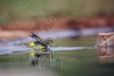 Güney Afrika 'daki Büyük Kruger Ulusal Parkı' nda, Fringillidae familyasından Specie Crithagra mozambica ailesinde sarıya yakın yüzen ve sallanan kanarya.