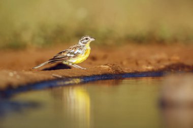 Afrika Altın Göğüslü Bunting, Güney Afrika 'daki Büyük Kruger Ulusal Parkı' nda sabah vakti su birikintisi boyunca duruyor.