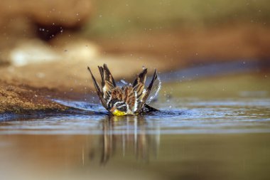 Afrika Altın Göğüslü Bunting, Güney Afrika 'daki Büyük Kruger Ulusal Parkı' nda yansıması olan su birikintisinde yıkanırken Emberizidae familyasının Specie Fringillaria flaviventris ailesi