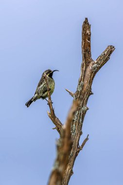 Güney Afrika 'daki Büyük Kruger Ulusal Parkı' nda mavi gökyüzünde izole bir dalda duran Amethyst Sunbird dişisi; Nectariniidae ailesinden Specie Chalcomitra amethystina