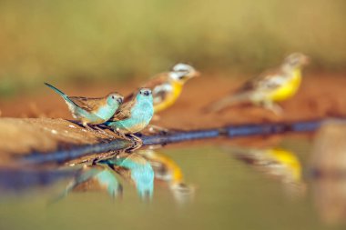 Blue-breasted Cordonbleu standing along waterhole with reflection in Greater Kruger National park, South Africa ; Specie Uraeginthus angolensis family of Estrildidae clipart