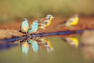 Güney Afrika 'daki Büyük Kruger Ulusal Parkı' nda yansıması olan mavi göğüslü Cordonbleu; Estrildidae familyasından Specie Uraeginthus angolensis