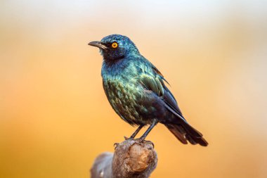 Cape Glossy Starling 'in tam çerçevesi Güney Afrika' daki Büyük Kruger Ulusal Parkı 'nda izole edilmiş.