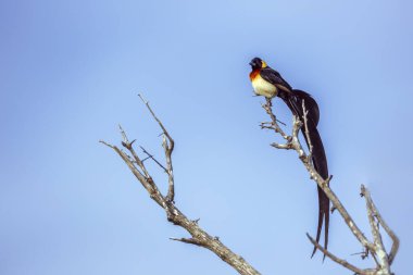 Doğu Cennet-Whydah erkeği, Güney Afrika 'daki Büyük Kruger Ulusal Parkı' nda, Vidudua Paradisaea ailesinin mavi gökyüzünde izole edilmiş.