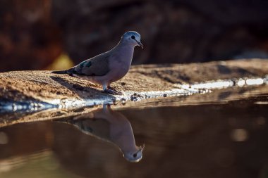 Emerald, Güney Afrika 'daki Büyük Kruger Ulusal Parkı' nda, Columbidae familyasından Specie Turtur chalcospilos ailesinde su birikintisinde su içerken görüldü.