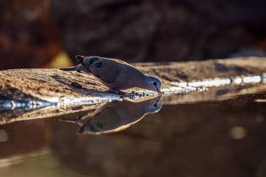 Emerald spotted Wood-Dove drinking in waterhole with reflection in Greater Kruger National park, South Africa ; Specie Turtur chalcospilos family of Columbidae clipart