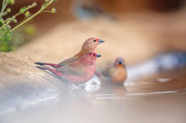 Trio of Jameson Firefinch male and female bathing in waterhole in Greater Kruger National park, South Africa ; Specie Lagonosticta rhodopareia family of Estrildidae clipart