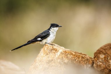 Pied Cuckoo, Güney Afrika 'daki Büyük Kruger Ulusal Parkı' ndaki doğal arka planda izole bir kayanın üzerinde duruyor.