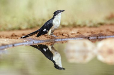 Pied Cuckoo standing along waterhole with reflection in Greater Kruger National park, South Africa ; Specie Clamator jacobinus family of Cuculidae clipart