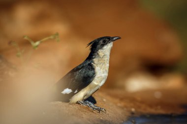 Pied Cuckoo drinking at waterhole with blur foreground in Greater Kruger National park, South Africa ; Specie Clamator jacobinus family of Cuculidae clipart