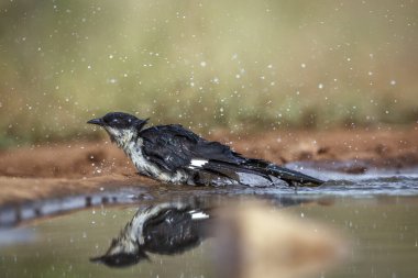 Pied Cuckoo shaking after bath in waterhole in Greater Kruger National park, South Africa ; Specie Clamator jacobinus family of Cuculidae clipart