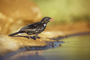 Red billed Buffalo Weaver in Greater Kruger National park, South Africa ; Specie Bubalornis niger family of Ploceidae clipart