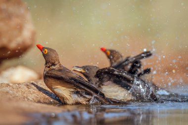 Red billed Oxpecker family bathing in waterhole in Greater Kruger National park, South Africa ; Specie Buphagus erythrorhynchus family of Buphagidae clipart