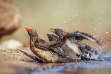 Kırmızı gagalı Oxpecker ailesi Güney Afrika 'daki Büyük Kruger Ulusal Parkı' ndaki su birikintisinde yıkanırken; Buphagidae ailesinden Specie Buphagus erythrorhynchus