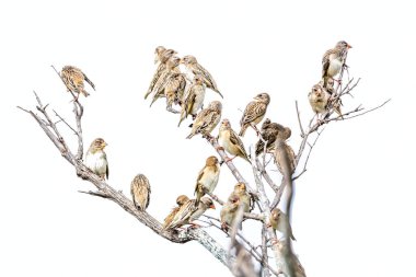 Flock of Red-billed Quelea standing on a branch isolated in white background in Greater Kruger National park, South Africa ; Specie Quelea quelea family of Ploceidae clipart